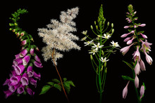 Four Different Flowers On Black Background