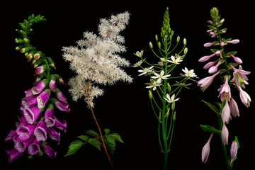 Four Different Flowers on black background