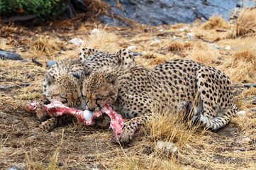 Wall Mural - Wonderful eating wild African Cheetahs in the savannah of Namibia