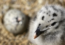 Greater Black Backed Gull (Larus Marinus) Chick Near A Hatching Egg, Saltee Islands, County Wexford, Ireland, June 2009