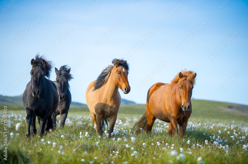 Icelandic horses. The Icelandic horse is a breed of horse developed in Iceland. Although the horses are small, at times pony-sized, most registries for the Icelandic refer to it as a horse. - obrazy, fototapety, plakaty 