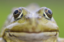 European Edible Frog (Rana Esculenta) Close-up, Prypiat Area, Belarus, June 2009