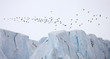© Wonders of Europe - Brunnich's guillemot (Uria lomvia) flock flying over a glacier, Spitsbergen, Svalbard, Norway, June 2009