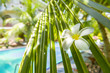 Exotischer tropischer Pool mit Palmblatt und Orchidee im Vordergrund