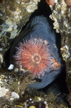 Atlantic Wolffish (Anarhichas Lupus) Feeding On Sea Urchin, Saltstraumen, Bodö, Norway, October 2008