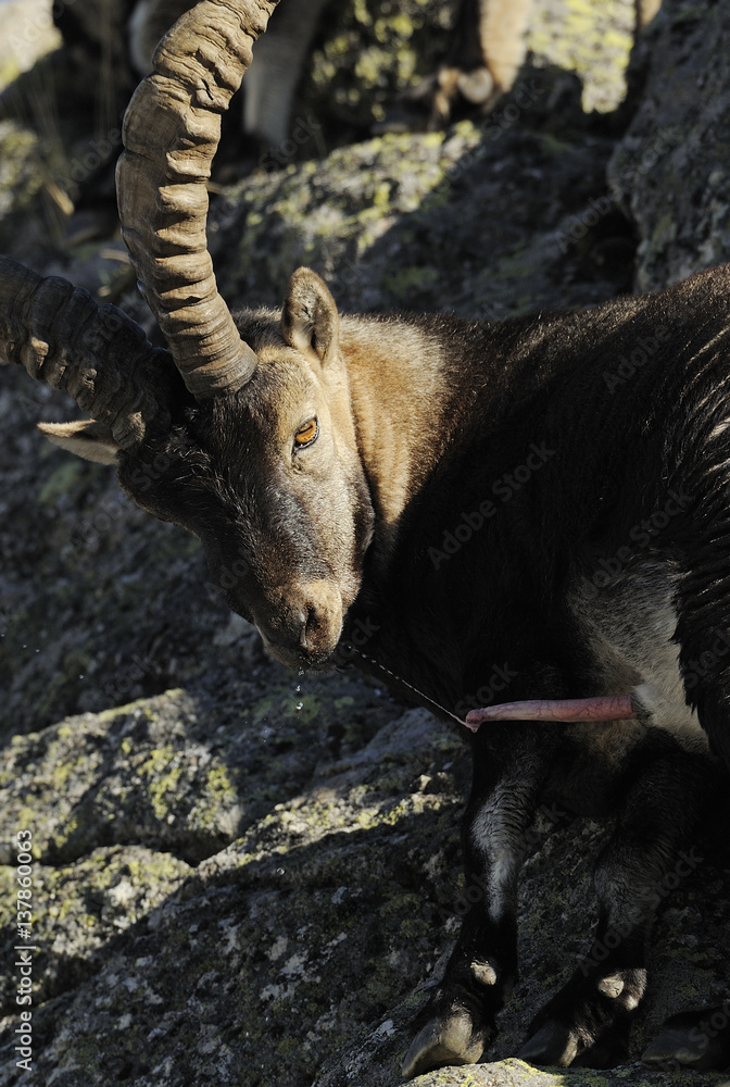 Орыс порно Порно тамаша балапан