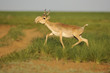 © Wonders of Europe - Male Saiga antelope (Saiga tatarica) running, Cherniye Zemli (Black Earth) Nature Reserve, Kalmykia, Russia, May 2009 WWE BOOK PLATE. WWE OUTDOOR EXHIBITION Wild Wonders kids book.