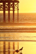 View Of A San Diego Sunset With Sandpiper Bird Exploring The Beach And Pier In Background.