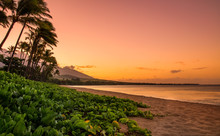 Maui Sunset With Green Plants