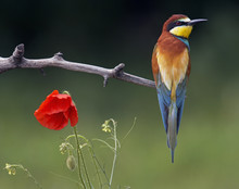 European Bee-eater (Merops Apiaster) Perched Beside Poppy Flower, Pusztaszer, Hungary, May 2008