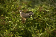 © Wonders of Europe - Red footed falcon (Falco vespertinus) fledgling on the first day leaving the nest, Hortobagy National Park, Hungary, July 2009