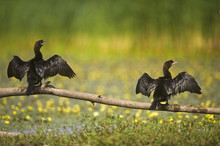 Rear View Of Two Pygmy Cormorants (Microcarbo Pygmeus) Perched On Branch Drying Wings, Hortobagy National Park, Hungary, July 2009