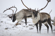 © Wonders of Europe - Reindeer (Rangifer tarandus) males from wild herd grazing through snow, Forollhogna National Park in snow, Norway, October 2008