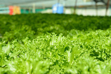 Poster - Red oak, green oak, frillice iceberg , cultivation hydroponic green vegetable in farm plant market