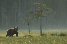 Eurasian Brown Bear (Ursus Arctos) Early Evening, Kuhmo, Finland, July 2008. Exclusive Japanese Calendar Rights For 2014