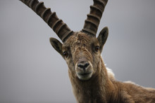 Alpine Ibex Portrait, Hohe Tauern National Park