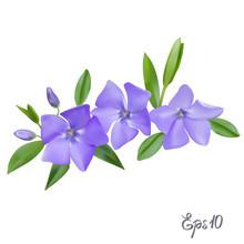 Branch Of Periwinkle Flowers