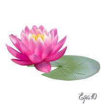 Beautiful Realistic Illustration Of A Lily Or Lotus