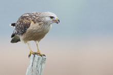 Red-shouldered Hawk (Buteo Lineatus) Standing On Fence Post, Florida, USA