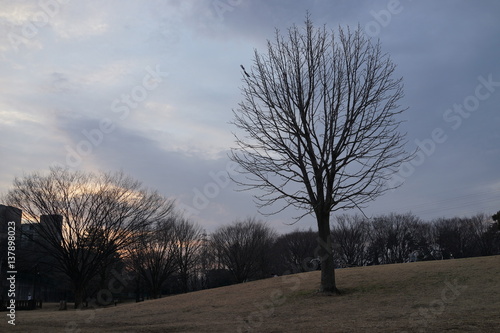 冬の公園 日暮れ 夕方 芝生 木 枯れ木 Buy This Stock Photo And Explore Similar Images At Adobe Stock Adobe Stock