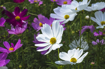 Wall Mural - The beauty of the flowers in the garden