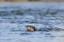 Juvenile European River Otter (Lutra Lutra) Swimming In River Tweed, Scotland, March 2009