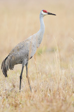 Sandhill Crane (Grus Canadensis) Standing In Grassland, Kissimmee, Florida, USA