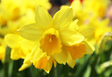 Fototapeta Tulipany - Osterglocken, Narzissen im Sonnenlicht
