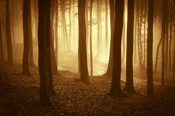 Fototapeta las pejzaż krajobraz