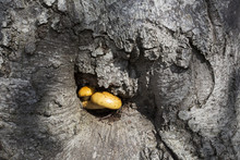 Fungus (Pholiota Aurivellus) Growing In A Caveat Of A Trunk Of A Live Common Beech (Fagus Sylvatica) Tree. Southern Carpathians, Muntii Tarcu, Caras-Severin, Romania, October 2012