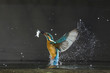 © Wonders of Europe - Kingfisher (Alcedo atthis) flying up out of water carrying fish, Balatonfuzfo, Hungary, January 2009