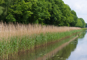 reed along a canal