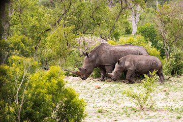 Wall Mural - Family of African rhinos