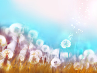 Aufkleber - Spring summer floral border template. Air glowing dandelions flying in wind with soft focus sun morning outdoors macro on light blue background. Romantic dreamy artistic image.