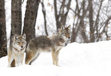 Fototapeta Sawanna - Two Coyotes standing in the winter snow in Canada