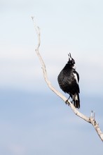 Australian Magpie Singing Early In The Morning