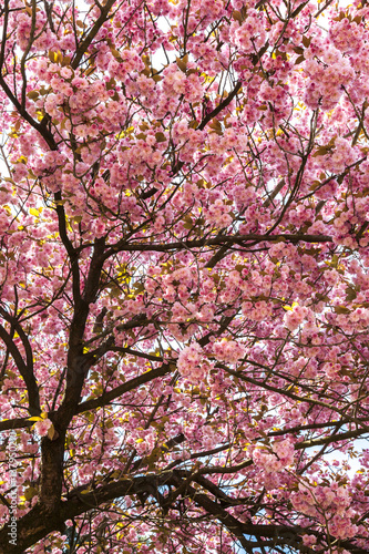 Japanischer Garten Dusseldorf Buy This Stock Photo And Explore