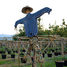 Scarecrow Or Straw-man Wearing A Blue Shirt Stand In Strawberry Plantation, Protect Birds And Bugs To Destroy Productivity In Strawberry Plantation