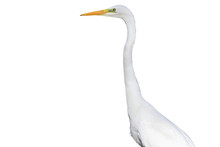White Bird With A Long Neck On White Background