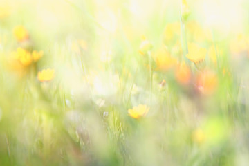 Wall Mural - abstract dreamy photo of spring wildflowers