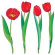 Vector set with outline red tulips flowers and green leaves isolated on white. Template with ornate floral elements for spring design, greeting card, invitation. Tulip flower in contour style.