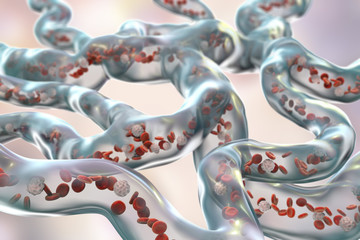 Poster - Network of blood vessels, capillaries with flowing blood cells, 3D illustration