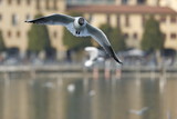 Fototapeta Łazienka - seagull in flight