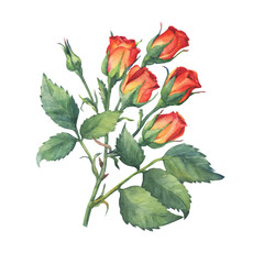 Wall Mural - A single branch of red-orange mini roses with green leaves and bud. Hand drawn watercolor painting,  isolated on white background.