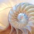 shell pearl spiral nautilus Fibonacci sequence symmetry coral cross section shell structure golden ratio background nature pattern mollusk (nautilus pompilius) copy space half split stock photograph