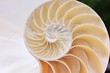 shell spiral pearl nautilus section fibonacci golden ratio cross section shell symmetry half structure growth close up ( pompilius nautilus ) stock photo photograph image picture 