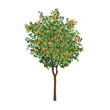 Orange tree with fruits