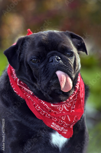 pug with long tongue