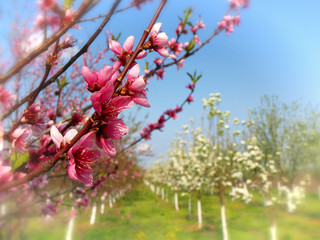 Wall Mural - Pink Plum blossom