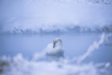Swan In Lake During Foggy Weather